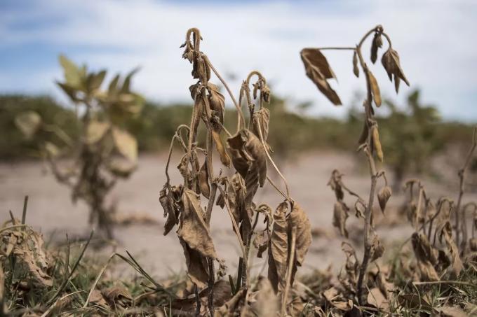 Dan por finalizada La Niña luego de una superficie récord con sequía: 173,6 millones de hectáreas