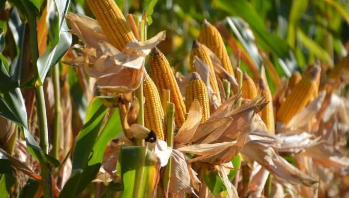 En el sur del área agrícola, el maíz tardío todavía da pelea
