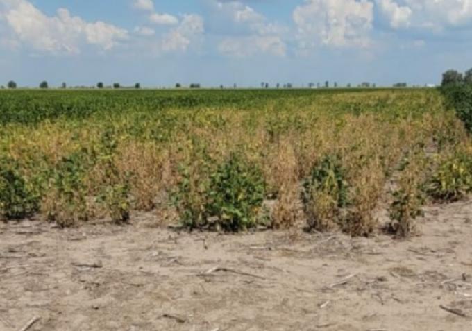 Cada vez se pone peor: Ahora se espera una cosecha argentina de soja de apenas 25 millones de toneladas (hasta nuevo aviso).
