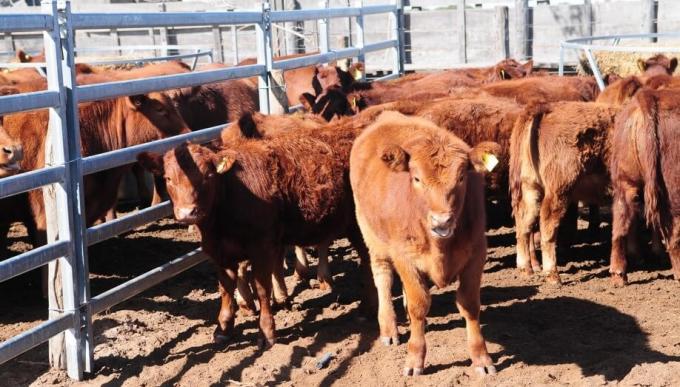 La paradoja de la carne: sube el precio, pese a la oferta abundante y la demanda estancada