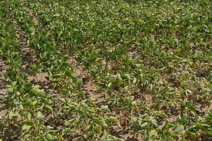 En Córdoba, la cosecha caerá un 50% y se perderán 7700 millones de dólares