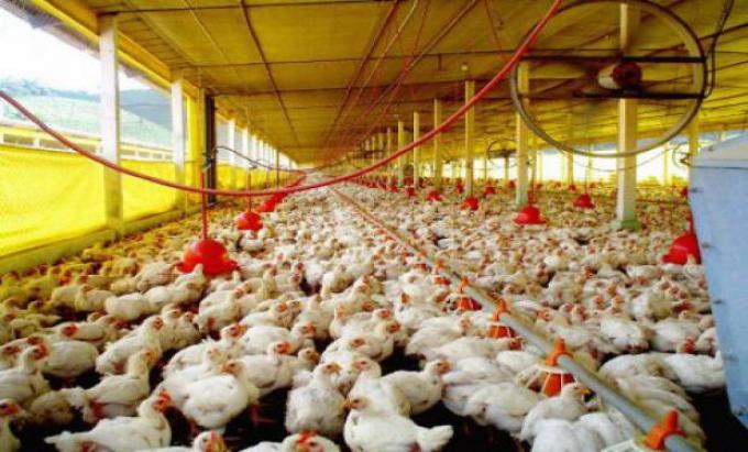 “Estamos todavía en el desarrollo del problema", alertan desde la industria avícola sobre la gripe aviar