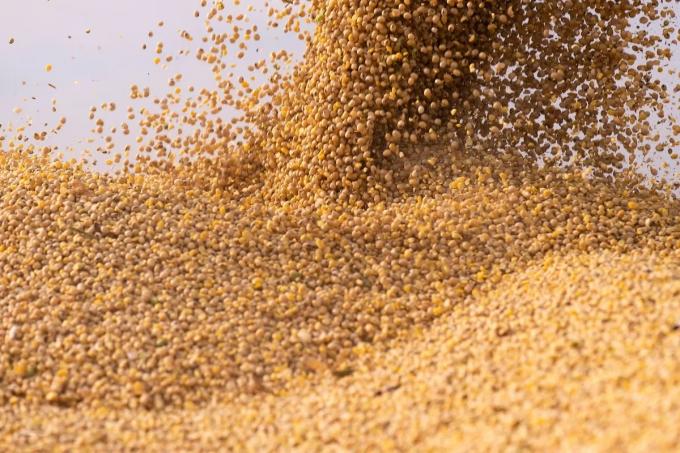 El valor de la soja cayó un 1,3% en la Bolsa de Chicago y quedó en el nivel más bajo del año