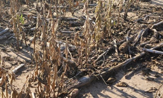 El agro es el único sector de la economía argentina que no creció en 2022 ¿Cuán sostenible es el país con la máquina de generar divisas averiada?