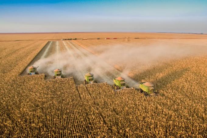 El precio de la soja volvió a caer en la Bolsa de Chicago y quedó en el nivel más bajo desde principios de diciembre