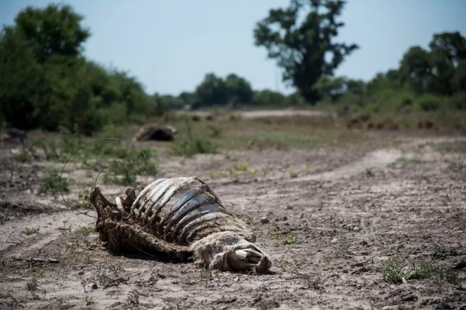 Vamos a perder lo recuperado alertan que el stock vacuno podría achicarse en cinco millones de animales