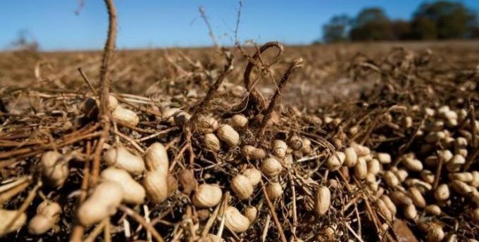 La Secretaría de Agricultura comenzó a publicar precios FOB de referencia de especialidades agrícolas