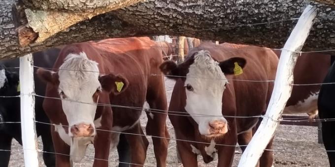 La faena vacuna creció un notable 16,8% en primer trimestre y seguiría siendo alta hasta pasado el invierno