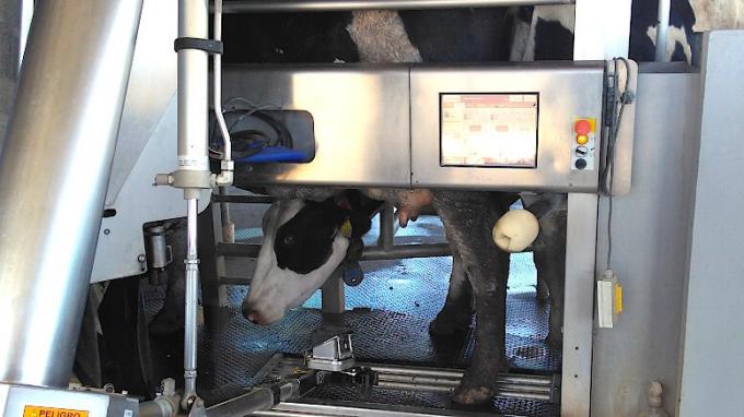  Robots que ordeñan vacas: la inteligencia artificial también crece en los tambos