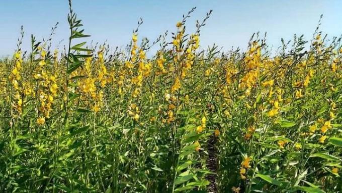 Crotalaria, un cultivo que presta servicios en verano y ofrece amplios beneficios