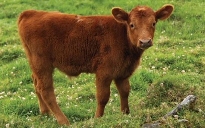 Menos mal que en 2022 creció un 1,6% el stock bovino argentino porque este año habrá un recorte importante por el desastre climático