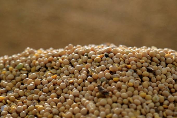 Nuevo recorte de la cosecha de soja, ahora a 23 millones de toneladas