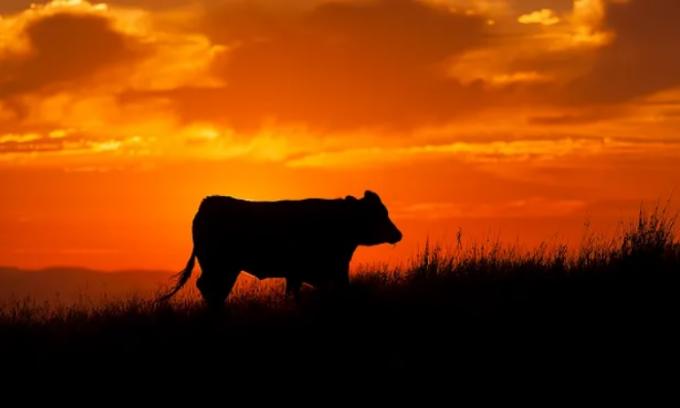 "Sería un desastre". un agrónomo uruguayo imaginó un mundo sin ganadería