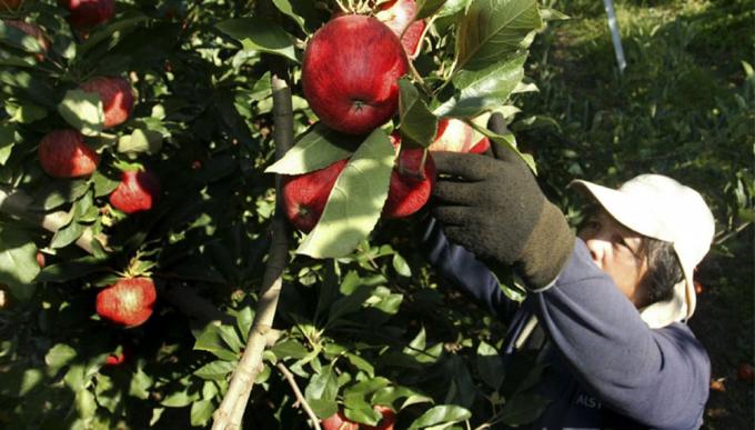 El Gobierno sumó otra quincena de producciones regionales al “dólar agro”