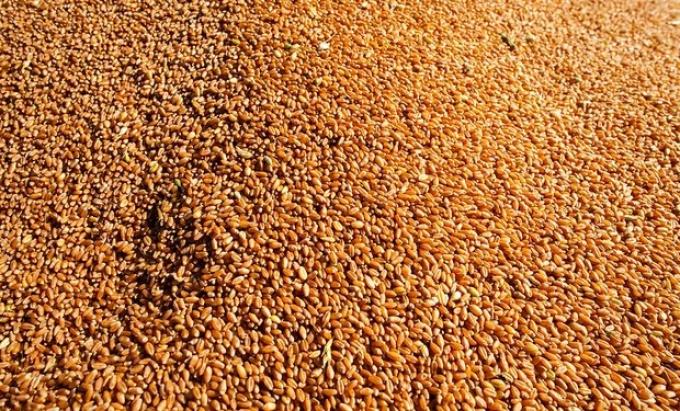 Zona núcleo: la siembra de trigo podría caer hasta un 60%, pero muchos están obligados a sembrar para no quebrar