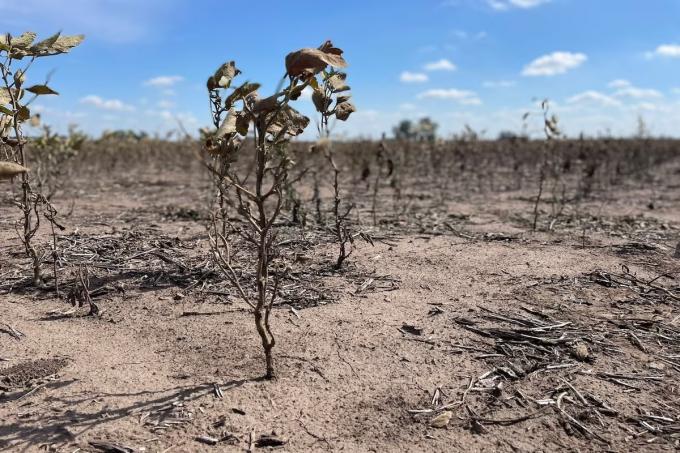 Por pésimos resultados, volvió a bajar la estimación de la soja y se cosechará casi la mitad que en 2022