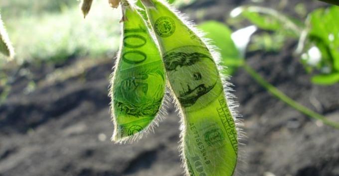 Dólar soja: la semana se inicia con la expectativa de una mayor liquidación.