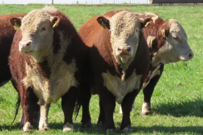 Fórmula 1: producen novillos en campos de bajo potencial y tradicionalmente de cría