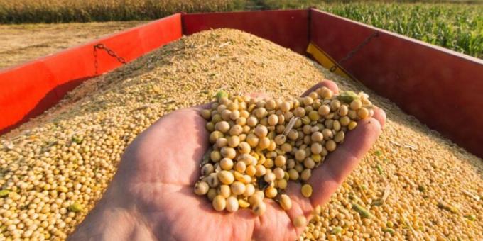A la industria argentina le conviene más traer soja de Brasil que comprarla localmente