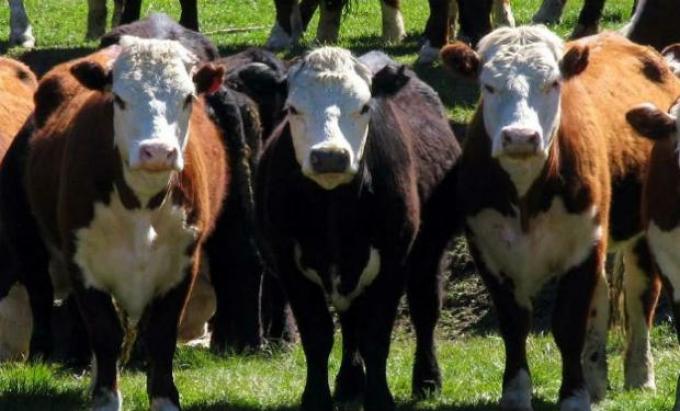 El fenómeno que en muchas empresas del campo va más allá de una moda