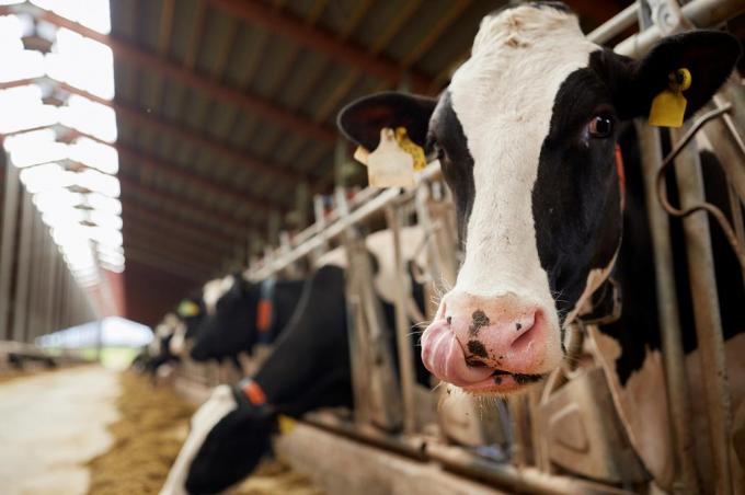 Tambos: Por la sequía los más chicos perderían 14% de su producción diaria.
