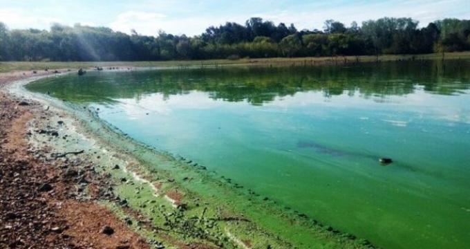 Investigadores uruguayos y argentinos identificaron el uso excesivo de fertilizantes fosforados como causa de la proliferación de cianobacterias