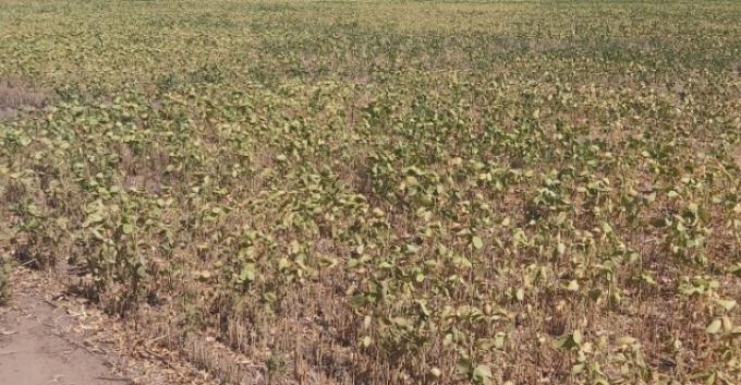 Oficializaron la extensión de la emergencia agropecuaria para los partidos bonaerenses que siguen afectados por sequía