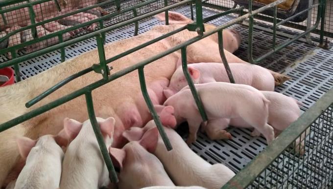 El Gobierno analiza una nueva ayuda económica para los productores porcinos