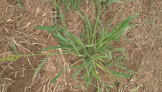 Alertan por la aparición en Argentina de otra maleza resistente a glifosato