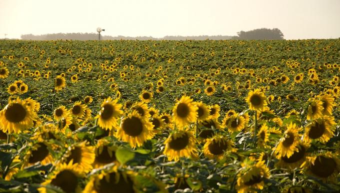 Una sonrisa en medio de la seca: el girasol cumplió y cerró con una cifra histórica
