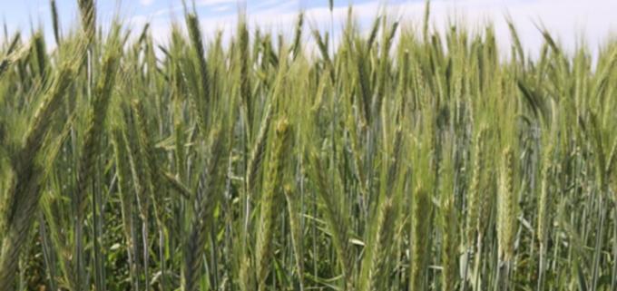 Del trigo nuevo solo se anotaron 235.000 toneladas