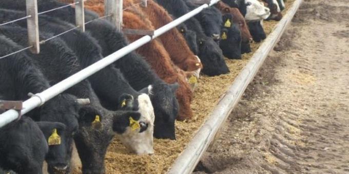 Los feedlots siguen recibiendo hacienda, sostienen una renta mínima y se preparan para el pico de ofrecimientos que se dará desde junio