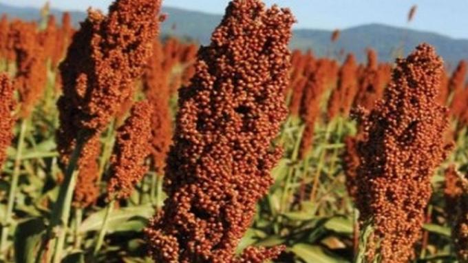 Por los bajos rindes de cosecha, bajan la estimación del sorgo