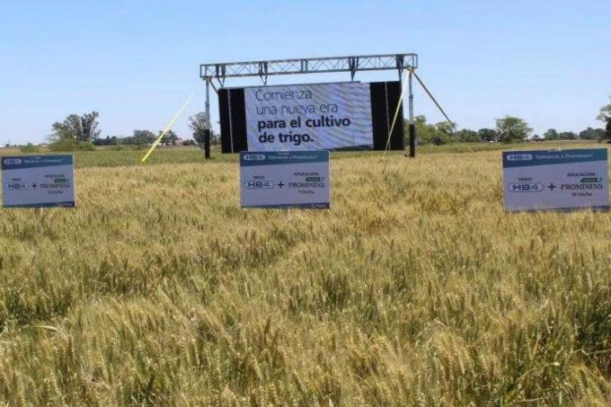 Con una fuerte carta, los exportadores reiteraron el rechazo al trigo que tiene un evento transgénico