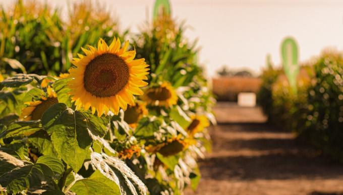 Los precios opacaron al girasol: pese a la mejor cosecha en 10 años, aportará 17% menos dólares