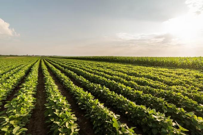 En el campo insisten en pedir un tipo de cambio único y libre