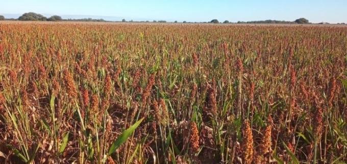 El sorgo se cosecha con los rindes más bajos de las últimas 5 campañas