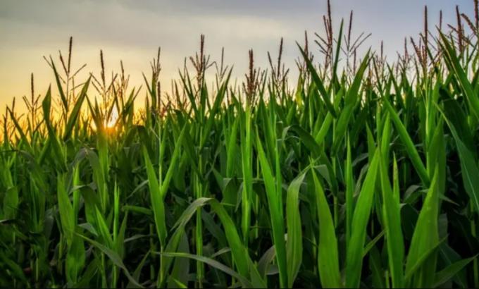 Un nuevo insumo biológico le da capacidad a las plantas para fijar Nitrógeno atmosférico: cómo reacciona el rinde