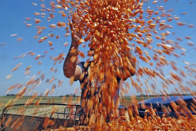 Por la falta de humedad, el valor del maíz subió más del 3% en la Bolsa de Chicago