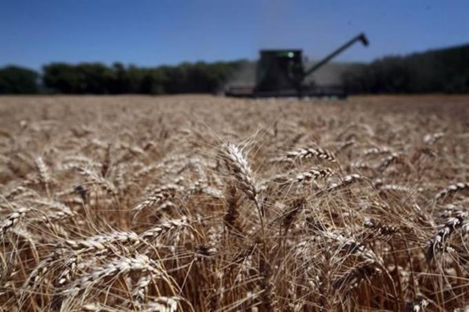 La siembra de trigo no crecerá y quedará en el mismo nivel que el año pasado