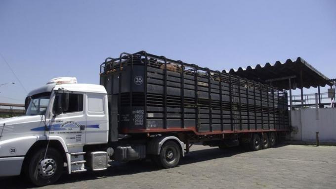 Se suspende para readecuación y mejor aplicación la verificación de transportes de animales