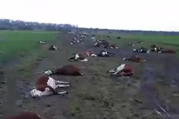 Reportaron una impresionante muerte de hacienda en Corrientes