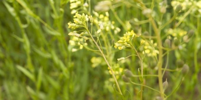 Bunge y Chevron anunciaron la compra de una empresa argentina abocada al desarrollo de camelina sativa