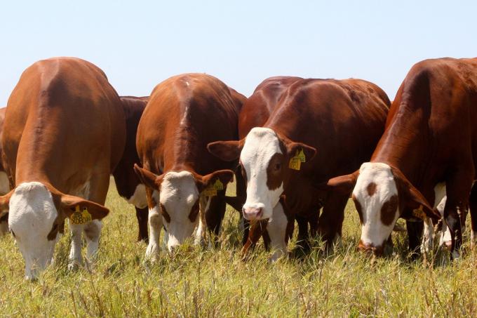 Una muy mala noticia para los productores ganaderos representa un éxito rotundo para la política del gobierno argentino