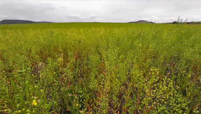 El cultivo del año otra gigante del agro anunció su apuesta por la camelina para producir biodiesel