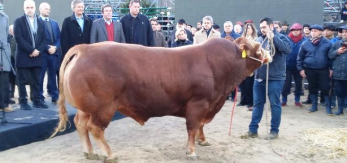 Limousin dirá presente en La Rural de Palermo