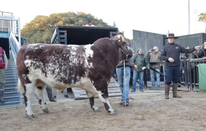 El toro Mercosur y el caballo Pericón, los dos primeros en llegar a la Exposición Rural de Palermo