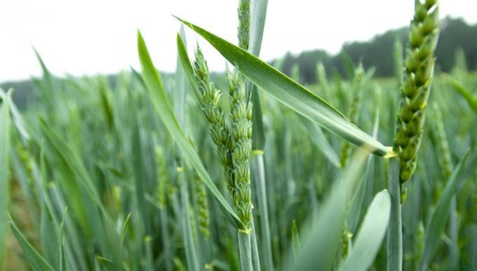 Trigo: el 92 % está en condiciones de excelente a muy bueno, pero está en peligro por la falta de fertilizantes