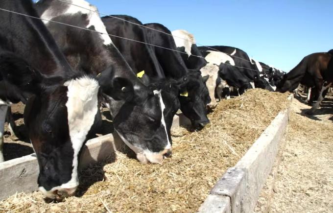 Hoja de ruta para tener vacas Fórmula 1 en el tambo