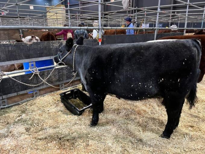 Shorthorn cumple 200 años en Argentina y presenta una evolución. El Shorthorn Plus